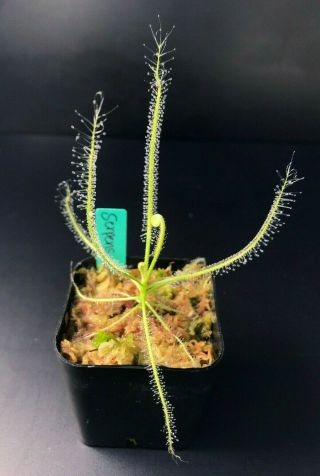 Drosera Serpens Carnivorous Plant Sundew Rare