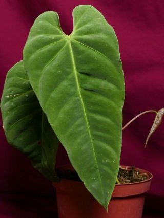 Anthurium Species Rare Aroid Plant Philodendron Monstera