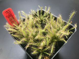 Drosera Hybrida (d.  Filiformis X Intermedia) Carnivorous Plant Sundew Rare
