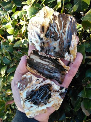 Three (3) Extremely Rare Buck Gulch Petrified Wood Slab Agate Opal Owyhee 5.  2oz