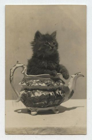 Antique 1908 Rppc Cute Kitten Cat Teapot Harris Real Photo Postcard Camden Me