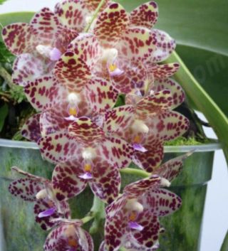 Phalaenopsis Gigantea,  2” Seedling Rare Orchid