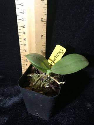 Phalaenopsis gigantea,  2” seedling Rare Orchid 2