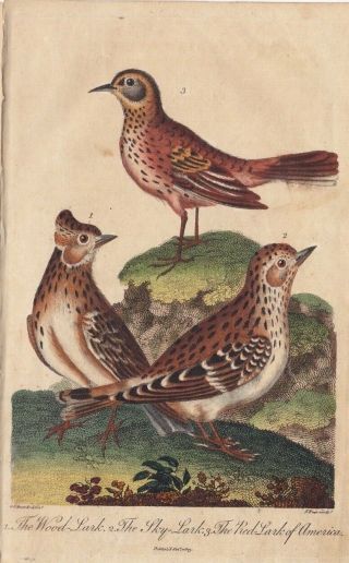 1803 Antique Bird Engraving - Wood Lark,  Skylark & American Red Lark - Edwards