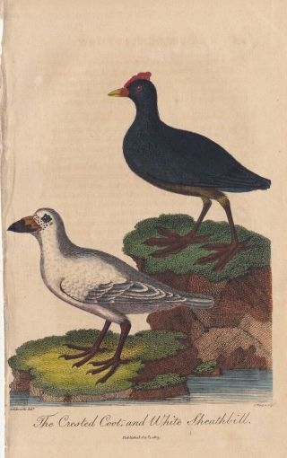 1803 Antique Bird Engraving - Crested Coot & White Sheathbill - George Edwards