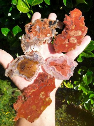 Five (5) Rare Eagle Rock Prineville Oregon Red Plume Pink Moss Agate Slabs 7.  0oz