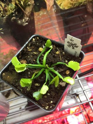 Dionaea ‘wacky Traps’ Venus Flytrap Weird Cultivar Rare Carnivorous Plant