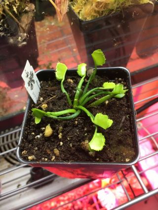 Dionaea ‘Wacky Traps’ Venus Flytrap Weird Cultivar Rare Carnivorous Plant 2
