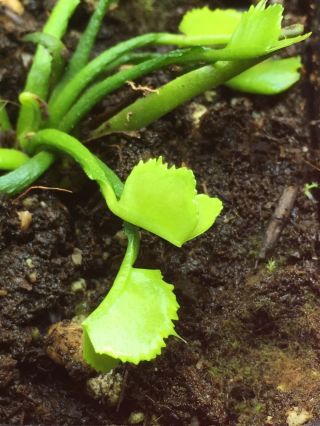 Dionaea ‘Wacky Traps’ Venus Flytrap Weird Cultivar Rare Carnivorous Plant 3
