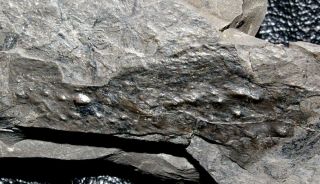 Arthropleura - Big Very Rare Carboniferous Fossil Millipede.
