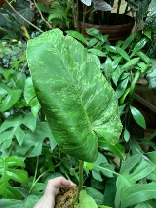 Rare Variegated Philodendron Giganteum Collectors Plant