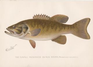 Antique Fish Print: The Small Mouth Black Bass By S.  F.  Denton 1896
