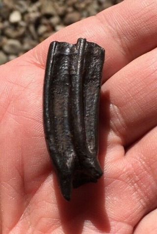 Rare Awesome 3 - Toed Horse Tooth Nannippus Peninsulatus Florida Blancan