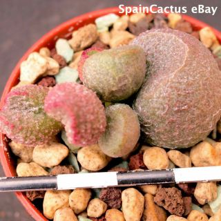 Adromischus Marianiae Cv.  " “pop Hearts” First Time Rare Succulent Plant 13/10