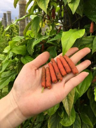 50 Seed Long Pepper Thai Herb Ingredients Rare.