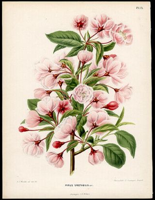 1868 1st Ed.  Henrik Witte & G Severeyns Chromolithograph Chinese Apple Tree