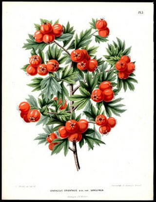 Red Oriental Hawthorn 1868 1st Ed.  Henrik Witte & G Severeyns Chromolithograph