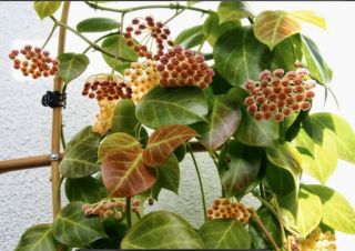 P135 Hoya Obscura Rare Wax Plant/vine Porcelain Flower 