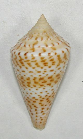 Conus Delessertii 41.  55mm Rare Specimen Off Marathon,  Florida