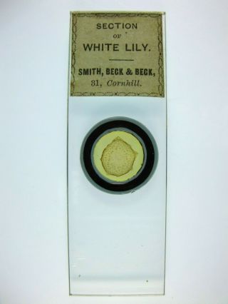 Antique Microscope Slide By Smith Beck & Beck.  Botanical.  Section Of White Lily.