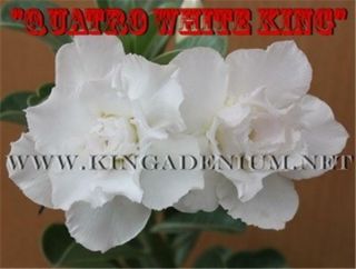 Adenium Obesum Desert Rose Triple White " Quatro White King " 20 Seeds,  & Rare