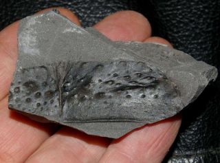 Arthropleura - Very Rare Carboniferous Fossil Millipede