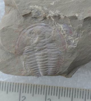 Fossils Trilobite Palaeolenus Deprati,  Very Rare,  Interest,  Cool 4