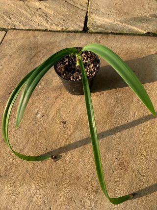 Hippeastrum Psittacinum - Rare Amaryllis Species Bulb
