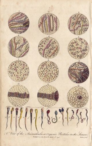 1796 Antique Engraving - View Of Animalculae Or Organic Particles In The Semen
