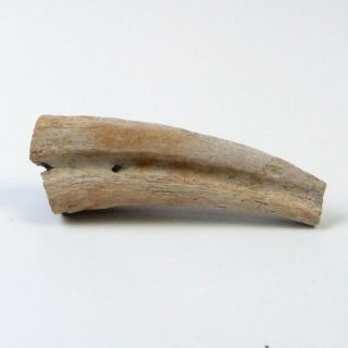 Struthiomimus Hand Claw Fossil Real Dinosaur Bone Rare