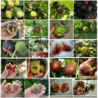 Fig Trees - 10 Varieties - 220 Top Quality Seeds - Extra Rare Unique Fig Plants