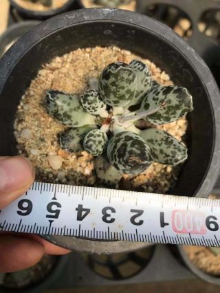 Rare Succulent - Adromischus Cooperi v.  Festivus 海豹水泡 Imported from Korea 2 