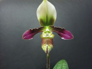 Paphiopedilum Sangii Bs Plant Division Plant / Rare - Orchids Species
