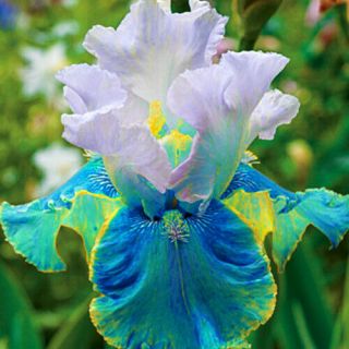 2 Bulbs Bearded Iris Perennial Resistant Gorgeous Rare Hardy Easy Grow Plant Top