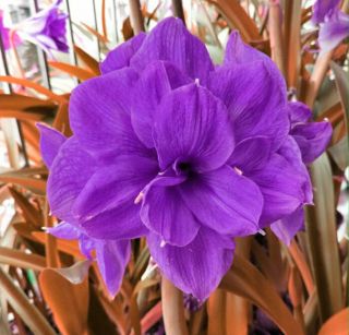 Amaryllis Bulbs Perennial Rare Purple Flowers Bonsai Home Decorative Potted Gift