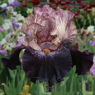 Rare Pleasing Flower Iris Bulbs Splendid Thriving Plant For Home Garden Outdoor