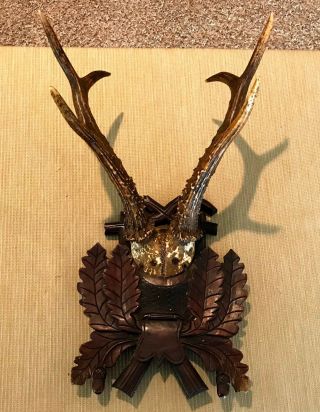 Antique Rare Trophy Roe Deer Black Forest Carved Antler Plaque 1800 