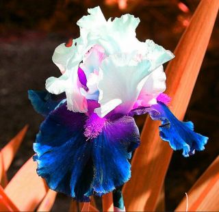 Rare 2 Iris Bulbs Perennial Blue&white Flower Garden Plant Resistant Easy Grow