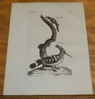 1776 Antique Bird Print///creeper,  And Hoopo