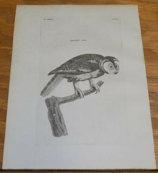 1776 Antique Bird Print///brown Owl