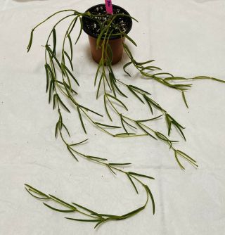 P136 Rare Hoya Linearis Wax Plant Long 7 Strands Easy Care And Cute ❤️