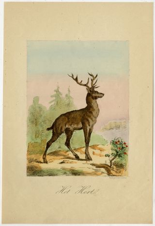 Antique Print - Red Deer - Stag - Cervus Elaphus - Children 
