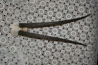 Rare Oryx Antelope Horns With Part Of Skull Horns 29 Inches Long