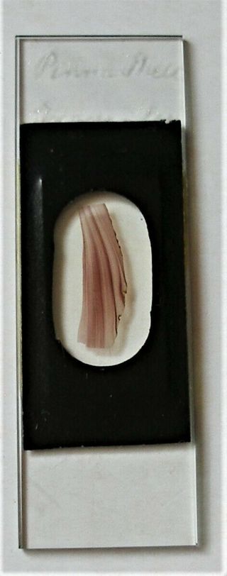 Antique Microscope Slide Of Pinna Shell Section By Pritchard?