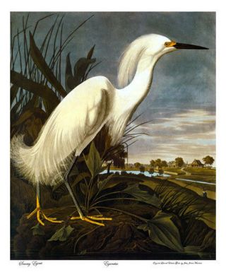 John James Audubon Snowy Egret 15x22 Hand Numbered Ltd.  Edition Art Print