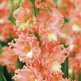 Gladiolus Bulbs Perennial Flower Rare Pink Sweet Potted Plant Bonsai Balcony Hot