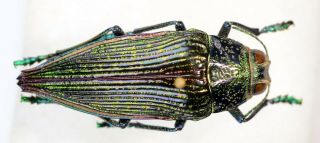 Psiloptera Sp Very Rare Only One From Brazil Lampetis Buprestidae