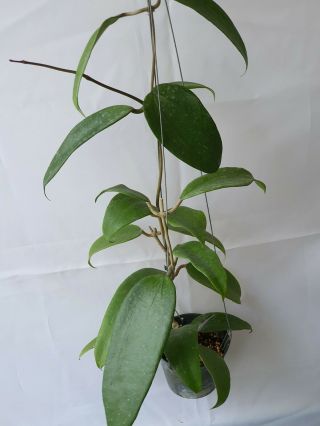 1 Pot,  20 - 22 Inches Rooted Plant Of Hoya Rigida Dr Eak Rare