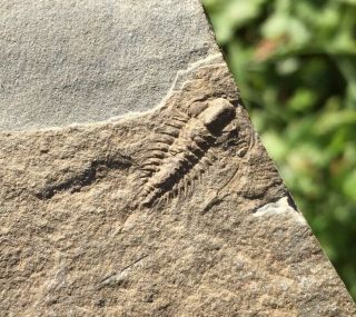 Rare Fantastic Trilobite Zacanthoides Typicalis Cambrian Bug Nevada Fossil Aeons