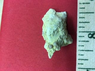 Geological Enterprises Rare Trilobite Sphaerocoryphe Bromide Fm.